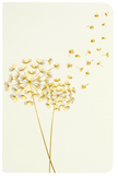 Jotter Mini Notebook Set: Dandelion Wishes