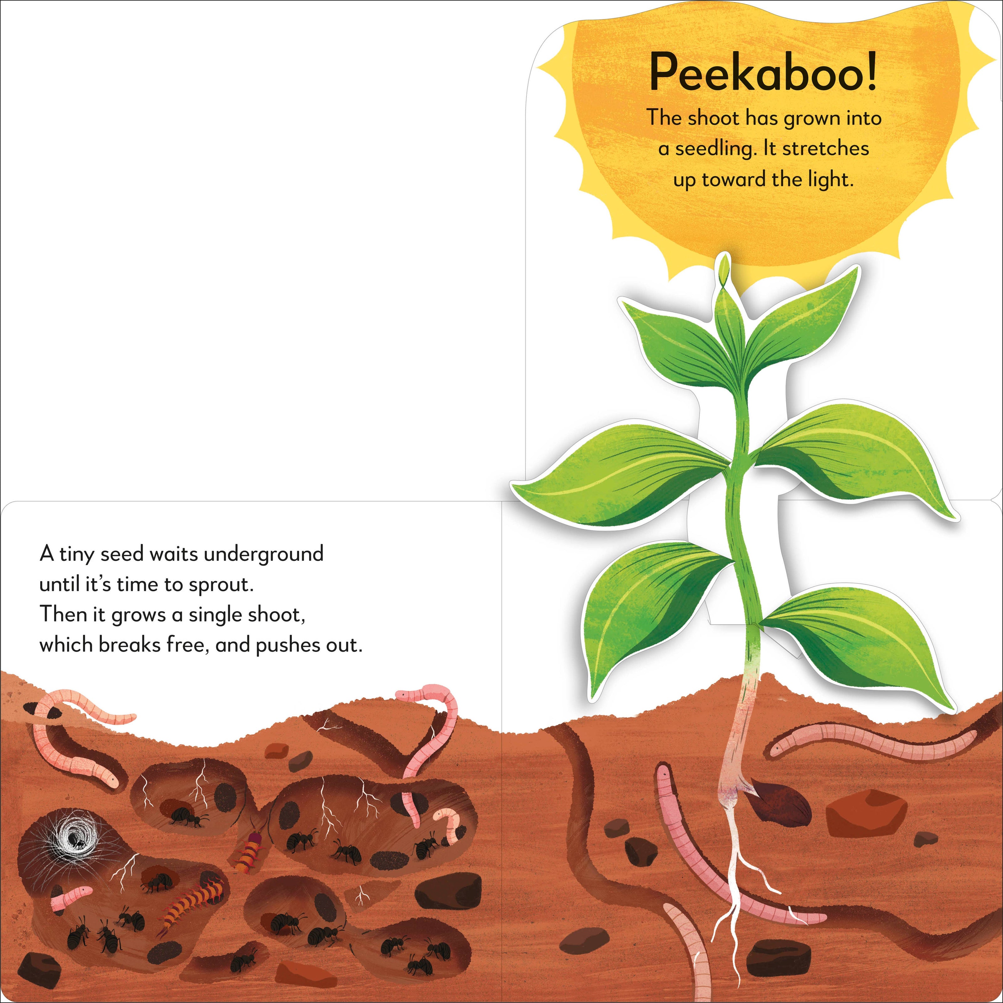 Popup Peek Tree
