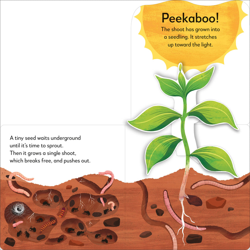 Popup Peek Tree